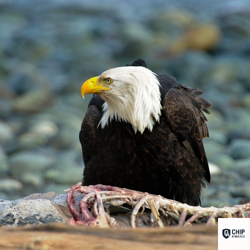 Federal government seal icon representing CHIP DEFENSE’s compliance-ready sourcing